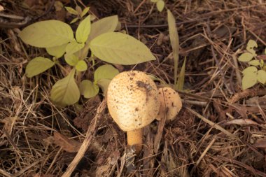 Yerden çıkan yenilemez mantar mantarının kızılötesi görüntüsü.