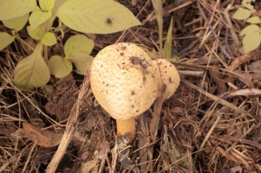 Yerden çıkan yenilemez mantar mantarının kızılötesi görüntüsü.