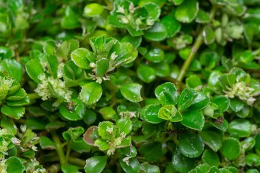 Aşırı büyümüş soleirolia soleirolii yapraklarının yakın plan çekimi.