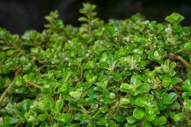 Aşırı büyümüş soleirolia soleirolii yapraklarının yakın plan çekimi.