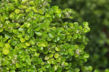 Aşırı büyümüş soleirolia soleirolii yapraklarının yakın plan çekimi.