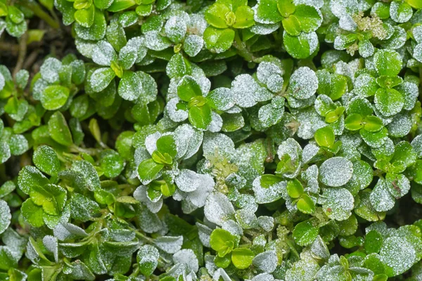 stock image closeup shot of the tiny overgrown soleirolia soleirolii leaves