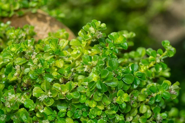 Closeup Shot Tiny Overgrown Soleirolia Soleirolii Leaves — Stock Photo, Image