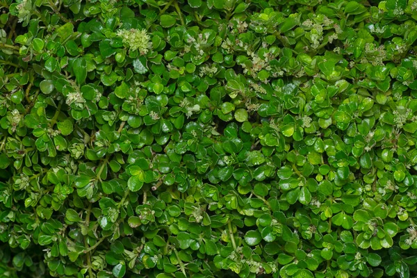 Nahaufnahme Der Winzigen Überwucherten Soleirolii Blätter — Stockfoto