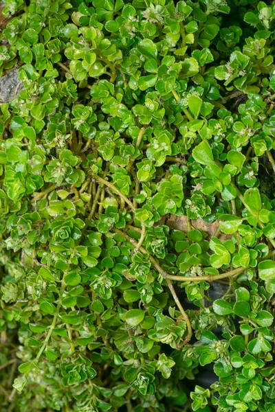 Closeup Shot Tiny Overgrown Soleirolia Soleirolii Leaves — Stock Photo, Image