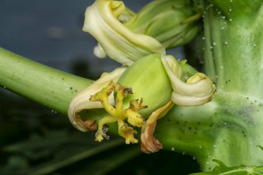 Papaya gövdesinde meyve taşıyan çiçeğe yakın çekim.