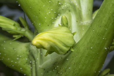 Papaya gövdesinde meyve taşıyan çiçeğe yakın çekim.