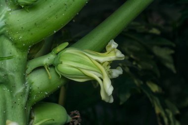 Papaya gövdesinde meyve taşıyan çiçeğe yakın çekim.