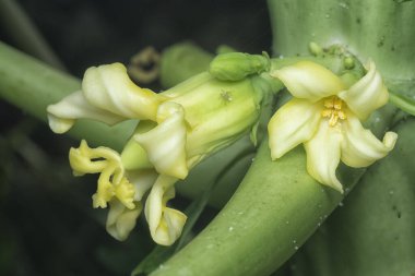 Papaya gövdesinde meyve taşıyan çiçeğe yakın çekim.