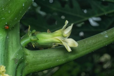 Papaya gövdesinde meyve taşıyan çiçeğe yakın çekim.