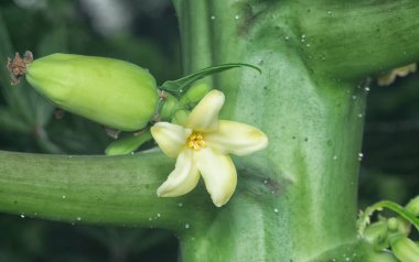 Papaya gövdesinde meyve taşıyan çiçeğe yakın çekim.