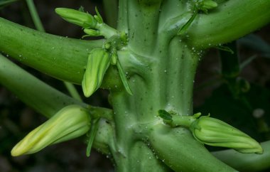 Papaya gövdesinde meyve taşıyan çiçeğe yakın çekim.