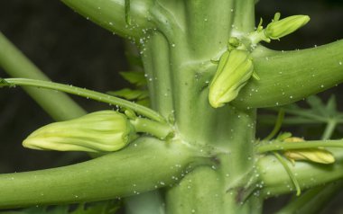 Papaya gövdesinde meyve taşıyan çiçeğe yakın çekim.