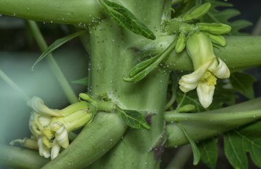 Papaya gövdesinde meyve taşıyan çiçeğe yakın çekim.