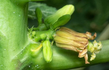 Papaya gövdesinde meyve taşıyan çiçeğe yakın çekim.