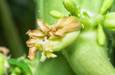 Papaya gövdesinde meyve taşıyan çiçeğe yakın çekim.