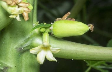Papaya gövdesinde meyve taşıyan çiçeğe yakın çekim.