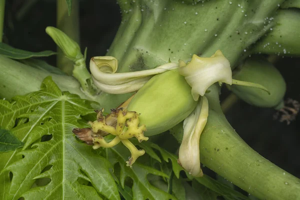 Papaya Gövdesinde Meyve Taşıyan Çiçeğe Yakın Çekim — Stok fotoğraf