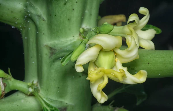Närbild Blomman Bär Frukt Papaya Stammen — Stockfoto