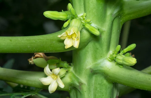 Detailní Záběr Květinu Nesoucí Ovoce Kmeni Papáje — Stock fotografie