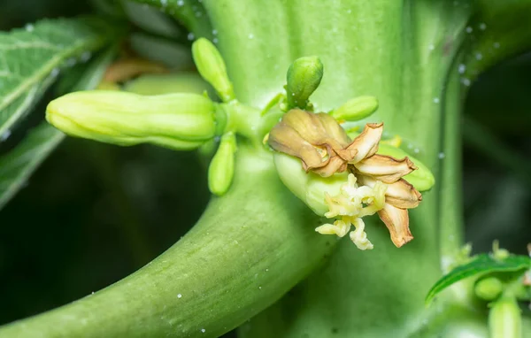 Zbliżenie Kwiatu Owocującego Pniu Papai — Zdjęcie stockowe