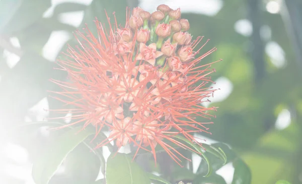 Closeup Combretum Constrictum Flower — Stock Photo, Image