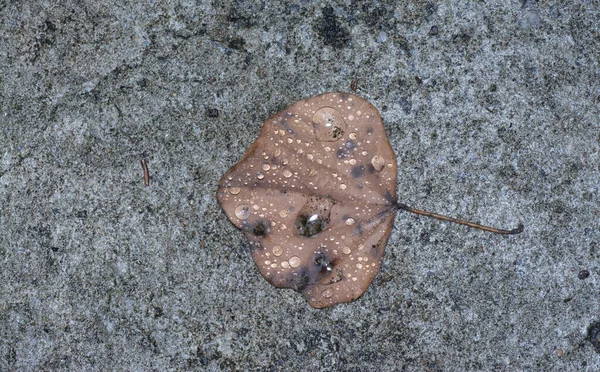 Yağmurdan Sonra Sokağın Ortasında Düşen Kürek Biçimli Yaprak — Stok fotoğraf