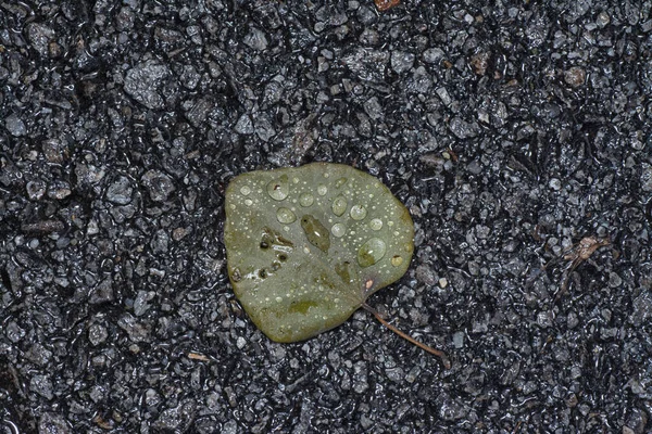 雨の後通りに落ちたスペード型の葉 — ストック写真