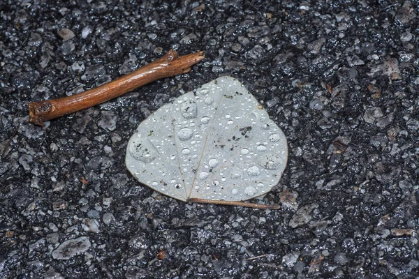 Πεσμένα Φύλλα Σχήμα Φτυαριού Στο Δρόμο Μετά Βροχή — Φωτογραφία Αρχείου