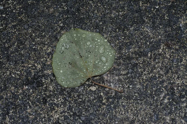 Yağmurdan Sonra Sokağın Ortasında Düşen Kürek Biçimli Yaprak — Stok fotoğraf