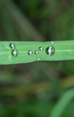Yabani ot yüzeyinde küçük su damlacıkları