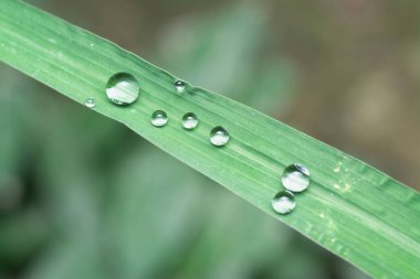 Yabani ot yüzeyinde küçük su damlacıkları