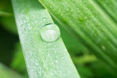 Yabani ot yüzeyinde küçük su damlacıkları