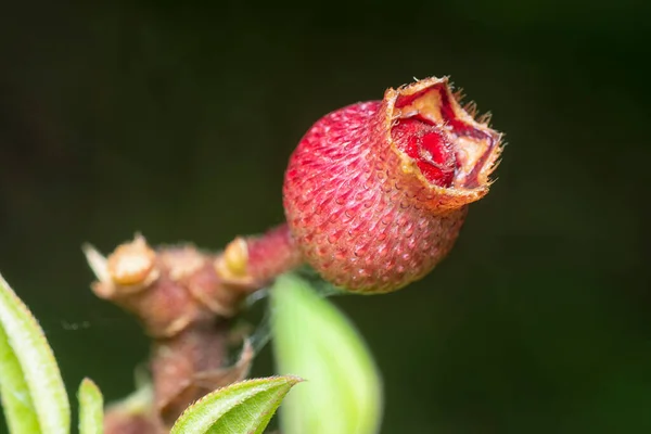 Close Shot Wild Melastoma Malabathricum Berries — Stock Photo, Image
