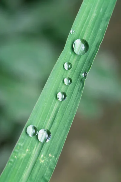 stock image tiny water droplets on the wild grass surface