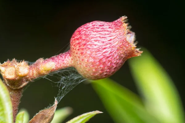 ใกล อตของ Melastoma Malabathricum เบอร — ภาพถ่ายสต็อก