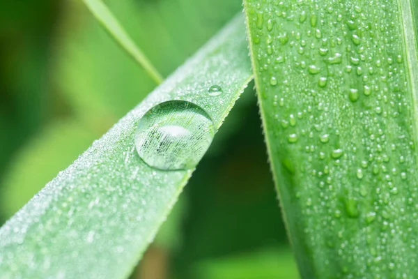 Tiny Water Droplets Wild Grass Surface — Stock Photo, Image