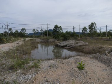 Yabani ot yüzeyinde küçük su damlacıkları