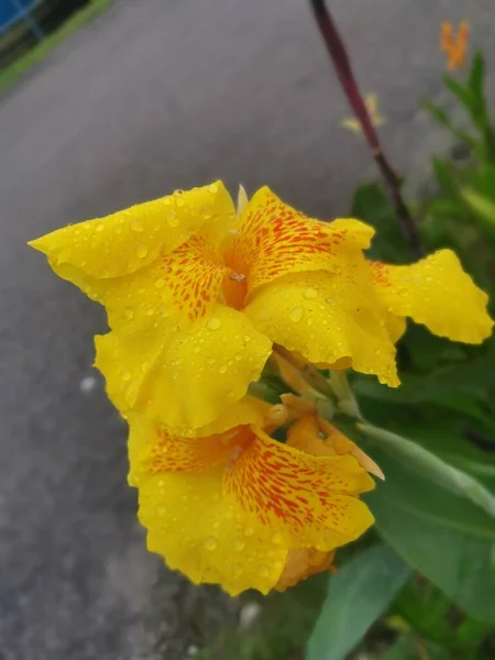 Vacker Gul Färgad Kanna Indica Lilja Blomma Växt — Stockfoto