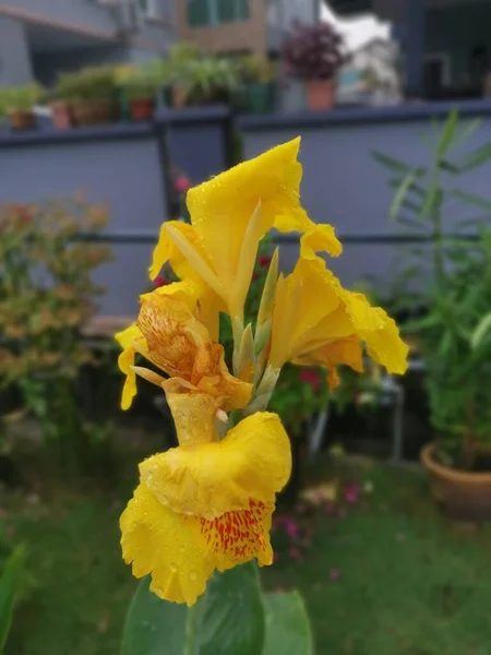 Hermoso Color Amarillo Canna Indica Lirio Flor Planta —  Fotos de Stock