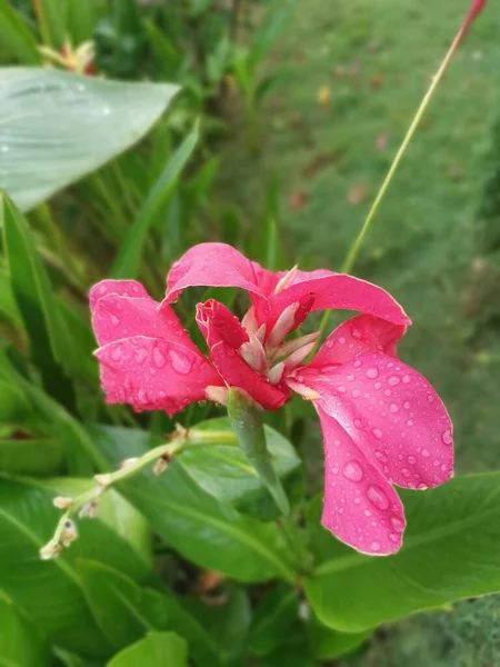 Hermoso Color Rojo Canna Indica Lirio Flor Planta —  Fotos de Stock