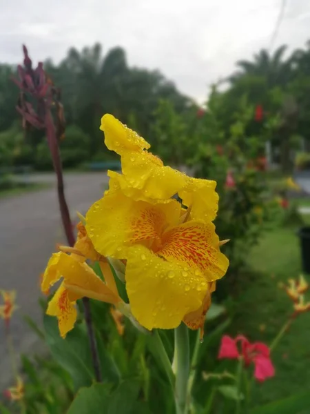 Όμορφο Κίτρινο Χρώμα Canna Indica Κρίνο Λουλούδι Φυτό — Φωτογραφία Αρχείου