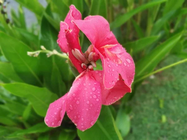 Piękny Czerwony Kolor Canna Indica Lilia Kwiat Roślin — Zdjęcie stockowe
