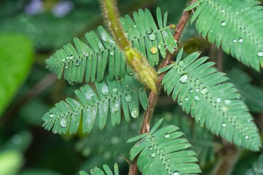 Mimoza pudika yaprakları üzerinde küçük su damlacıkları