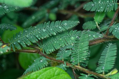 Mimoza pudika yaprakları üzerinde küçük su damlacıkları
