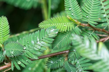 Mimoza pudika yaprakları üzerinde küçük su damlacıkları