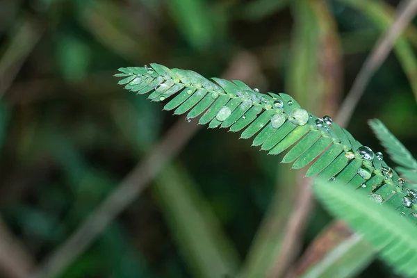 Tiny Water Droplets Mimosa Pudica Leaves — Stock Photo, Image
