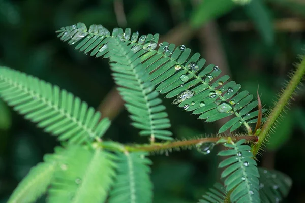 Tiny Water Droplets Mimosa Pudica Leaves — Stock Photo, Image