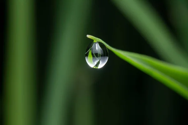 Tiny Water Droplet Hanging Tip Wild Grass — Stock Photo, Image
