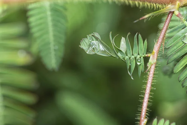 Крошечные Капли Воды Листьях Мимозы — стоковое фото
